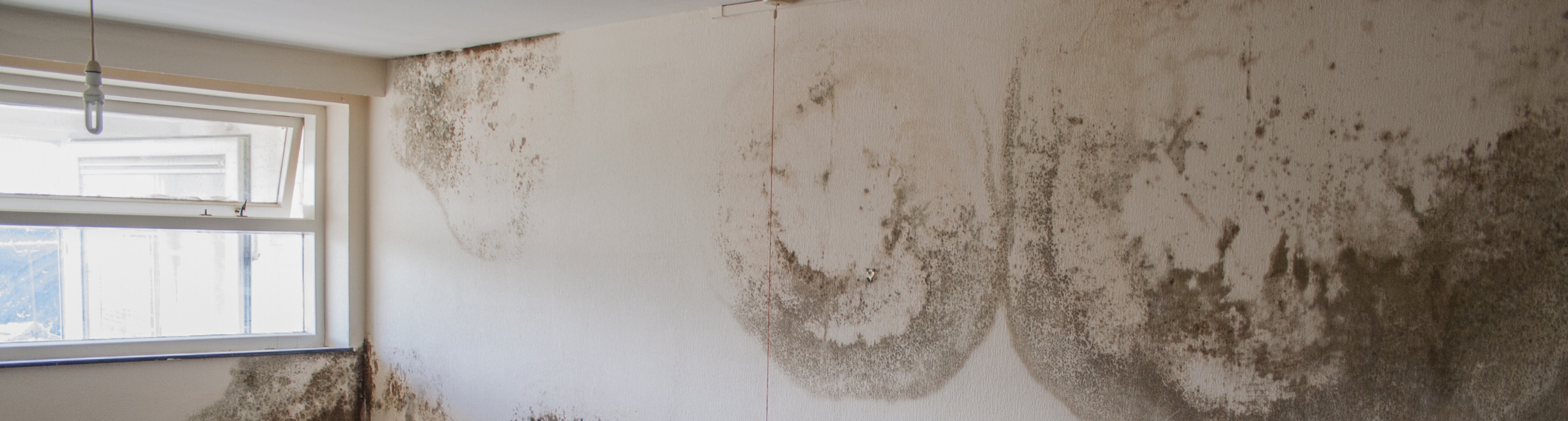 damp specialist Glasgow 